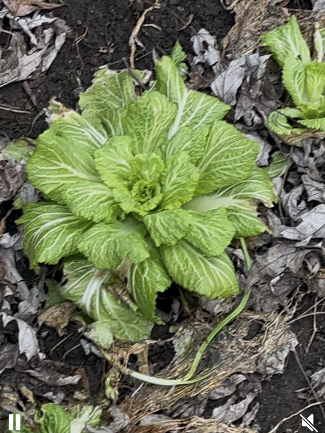 napa cabbage regrowth early spring healthy green center