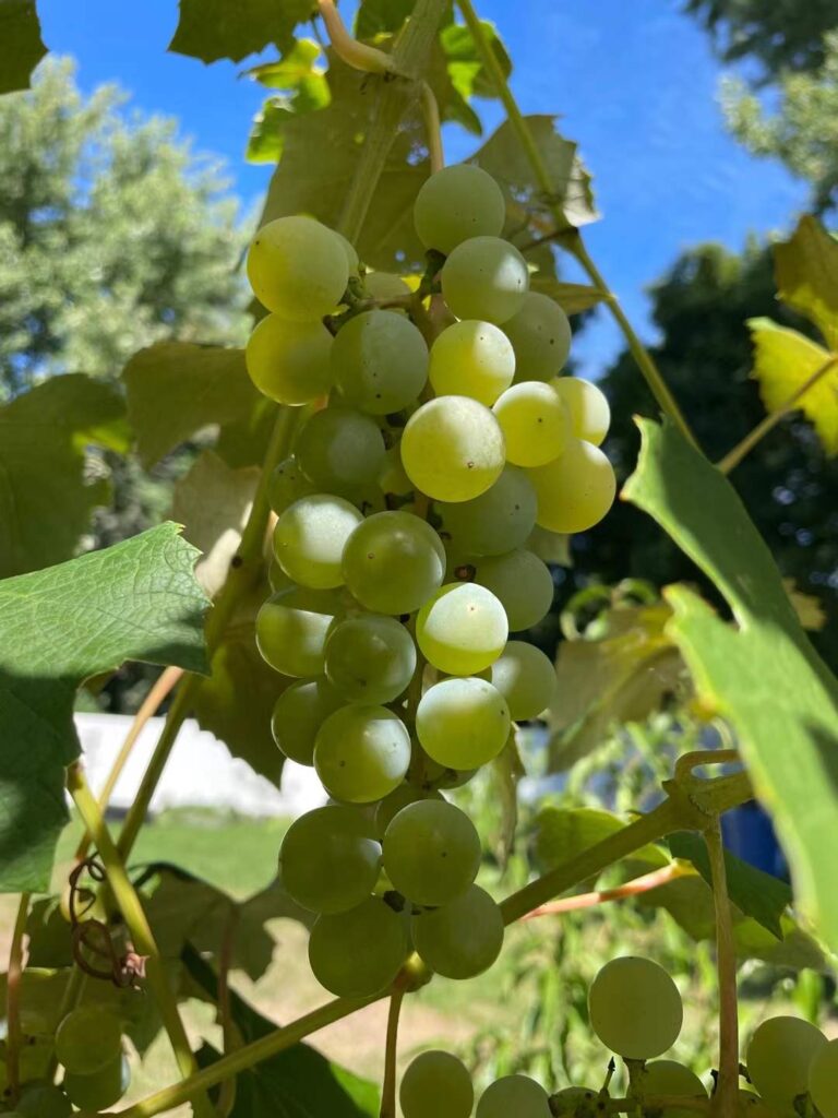 healthy grapevine growing with rich soil conditions