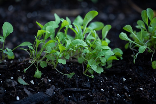 arugula leafy green growing in garden
