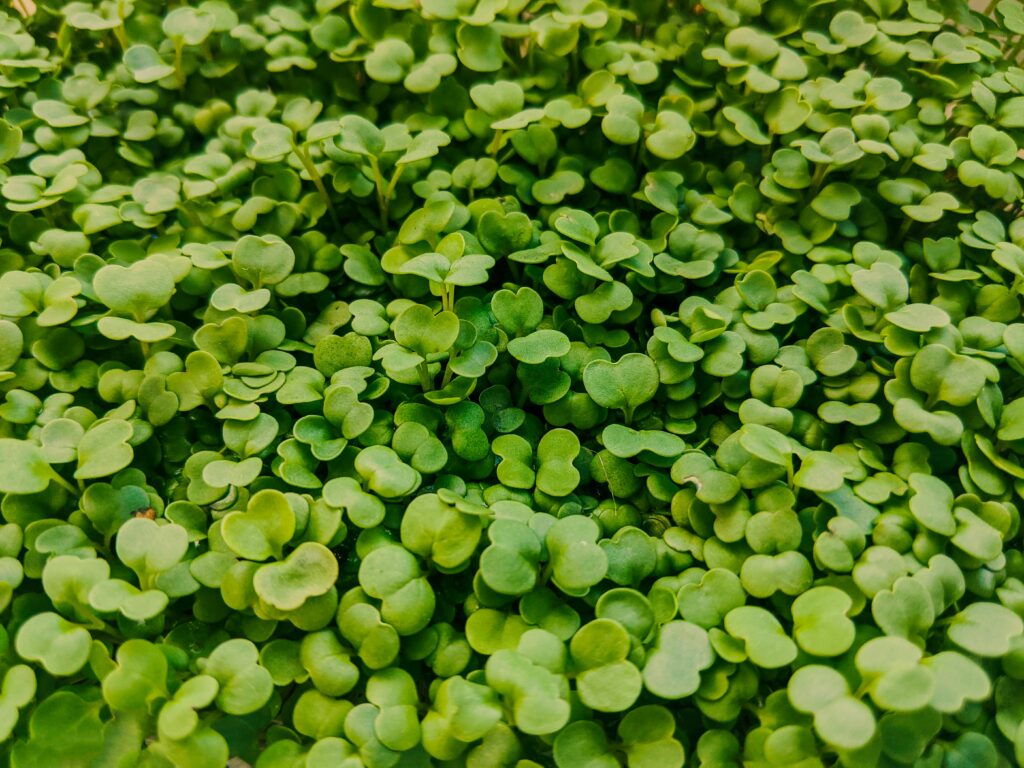 arugula leafy green growing in garden