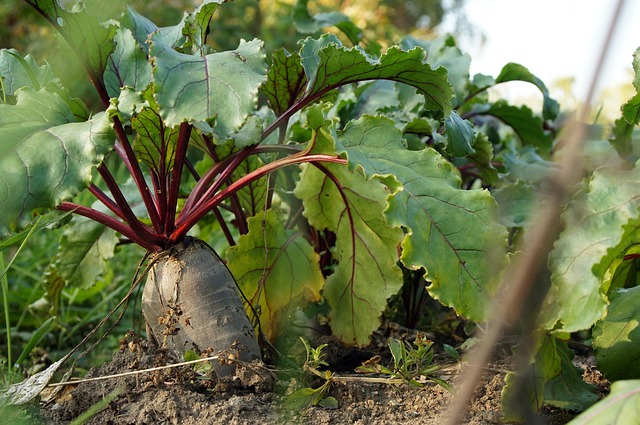 beetroot plant growing in garden