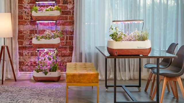 Beginner seed starting setup with grow light and trays indoors