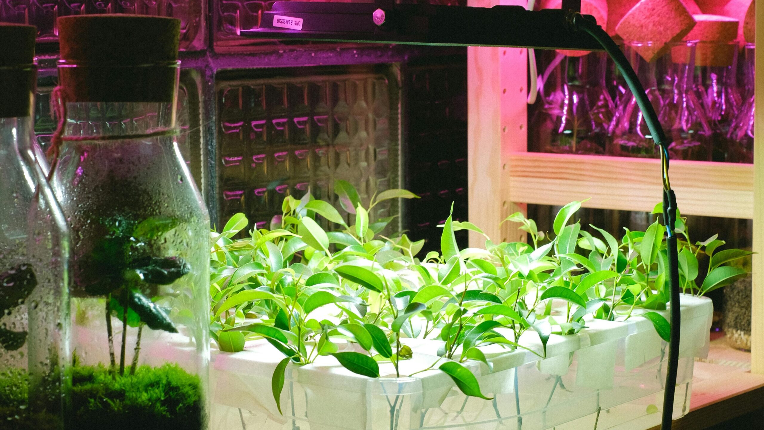 Beginner seed starting setup with grow light and trays indoors