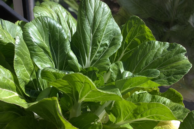 bok choy vegetable growing in garden