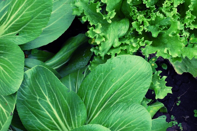 bok choy vegetable growing in garden
