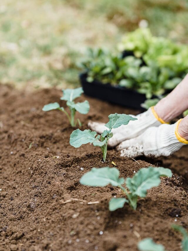Broccoli and cabbage seedlings growing strong in early spring outdoor seed starting