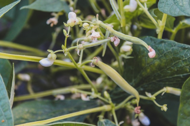 green bush beans growing in garden