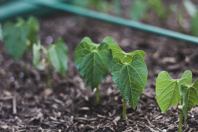 green bush beans growing in garden
