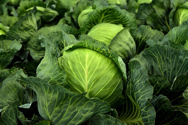 cabbage head growing in vegetable garden