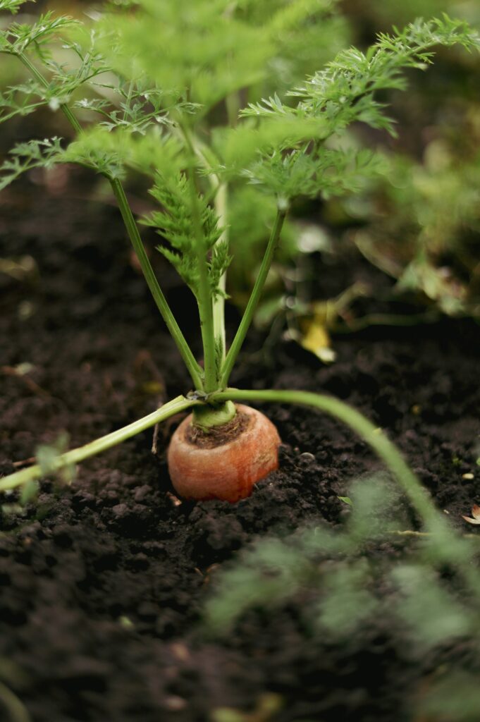 fresh carrots growing in loose soil of a raised garden bed