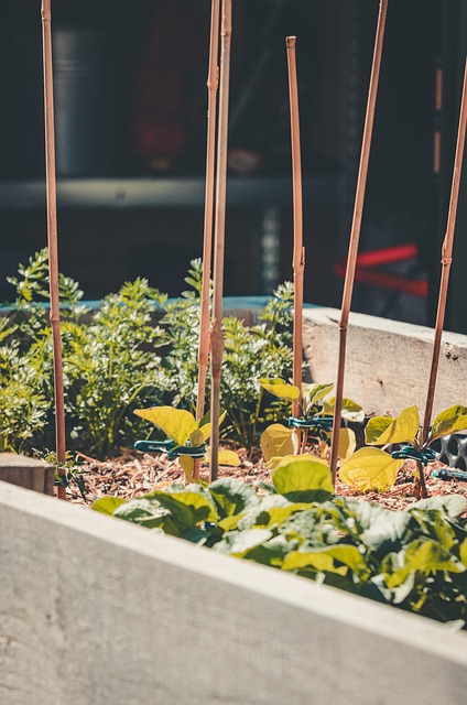 fresh carrots growing in loose soil of a raised garden bed