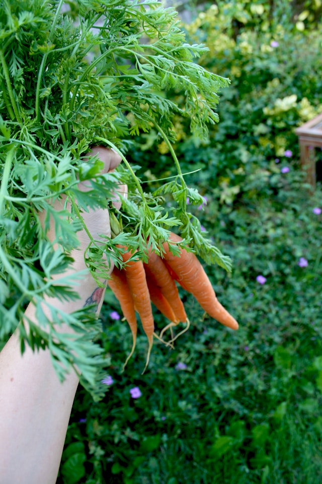 fresh carrots growing in loose soil of a raised garden bed
