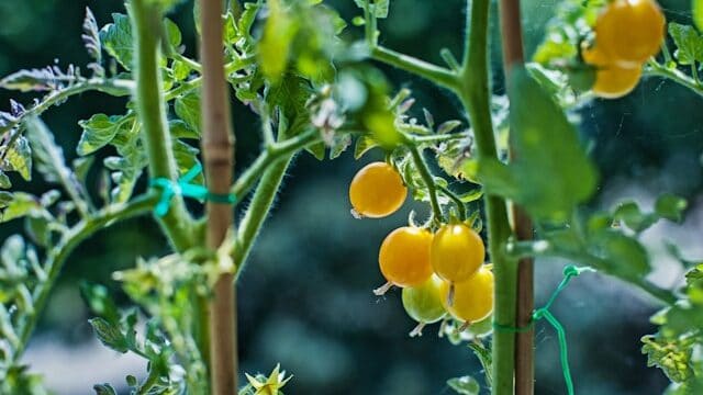 cherry tomatoes growing in container at home