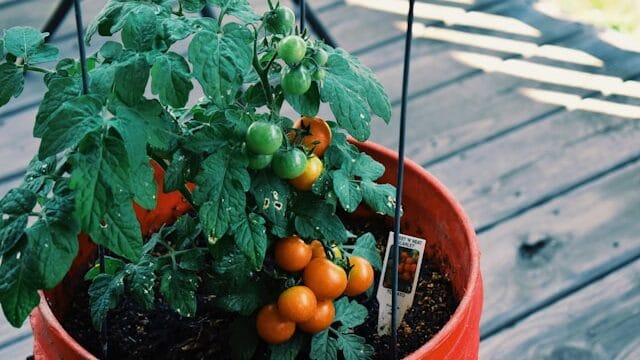 cherry tomatoes growing in container at home