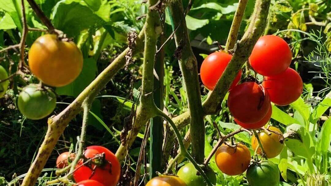 cherry tomatoes growing in container at home