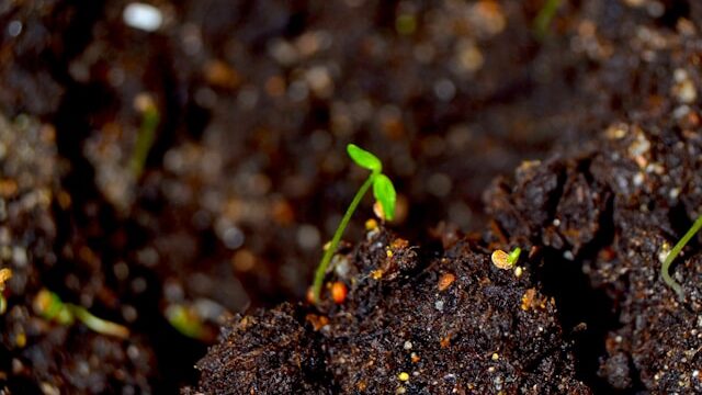 Seeds failing to germinate in cold soil conditions