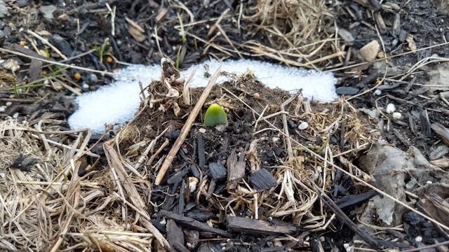 Seeds failing to germinate in cold soil conditions