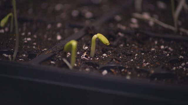 Seeds failing to germinate in cold soil conditions