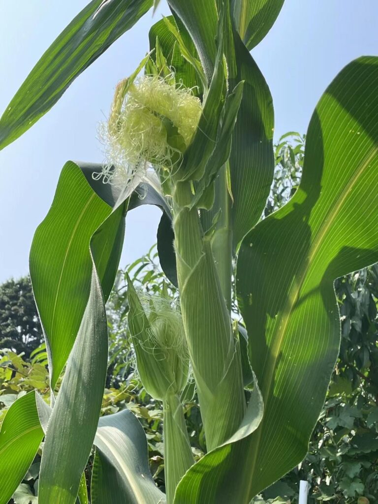 corn plants growing in a backyard garden