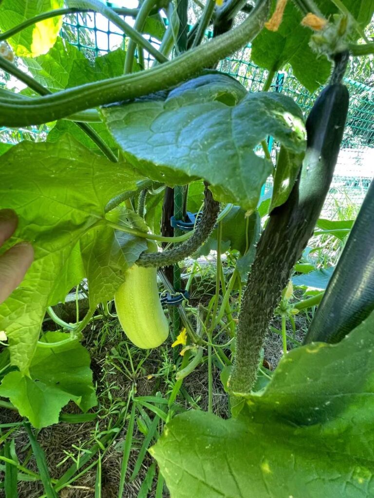 cucumber plant growing in a pot with support trellis