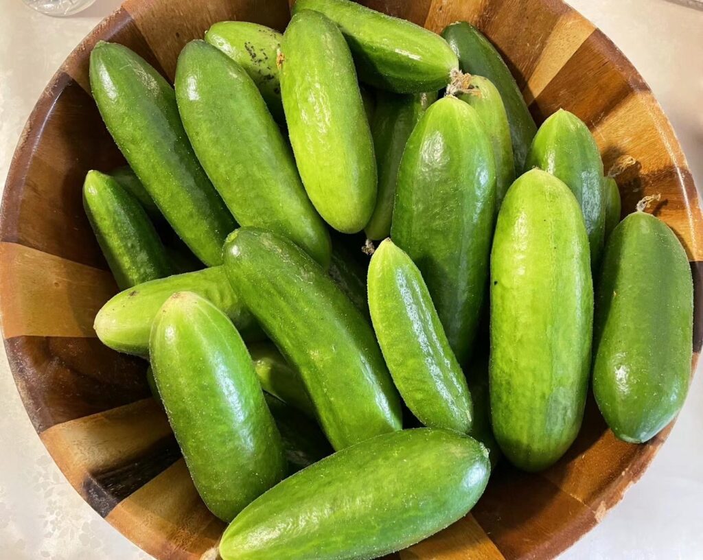 fresh cucumbers harvested from container garden