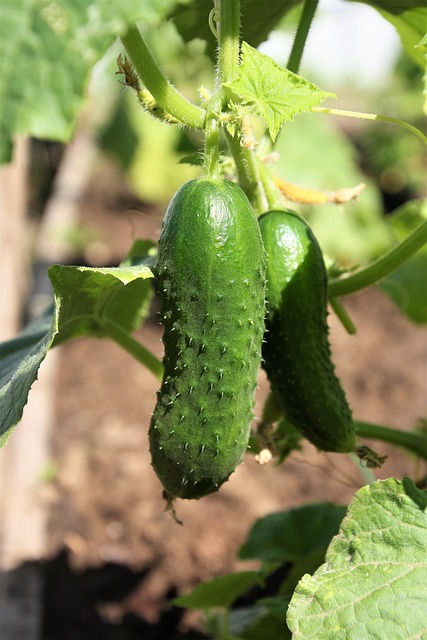 cucumbers climbing a trellis in a raised garden bed