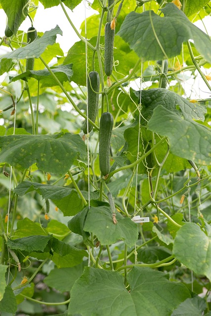 cucumbers climbing a trellis in a raised garden bed
