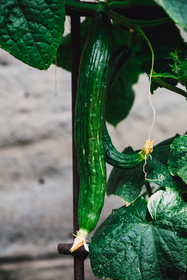 cucumbers climbing a trellis in a raised garden bed