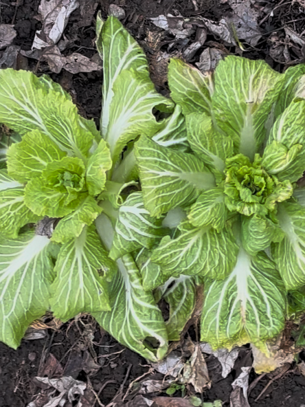 napa cabbage regrowth early spring healthy green center