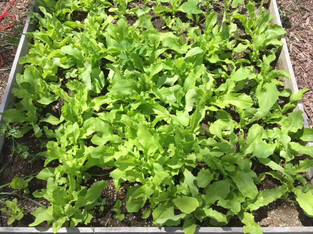 healthy leafy greens growing early spring garden bed