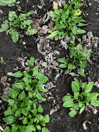 small vegetable plants growing in rows early spring garden bed