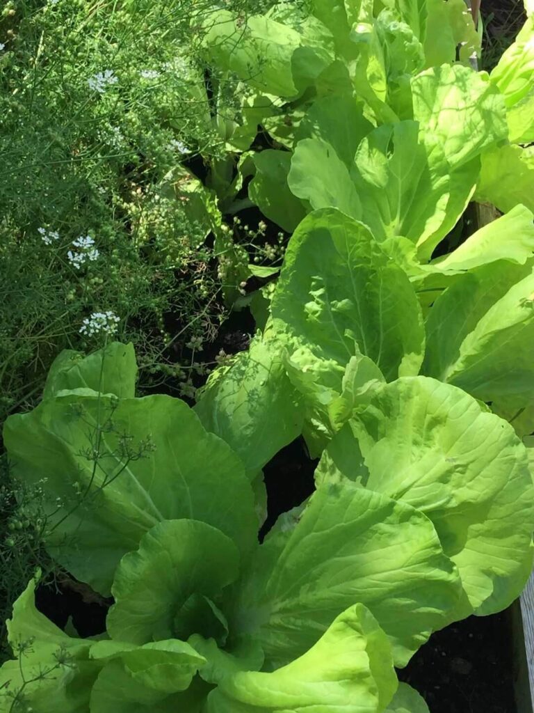 small vegetable plants growing in rows early spring garden bed