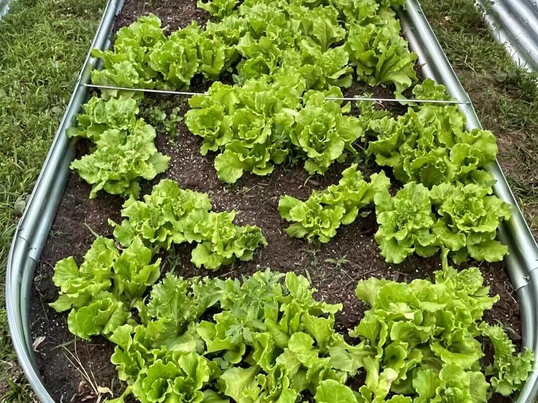Vegetables grow in early spring in the garden