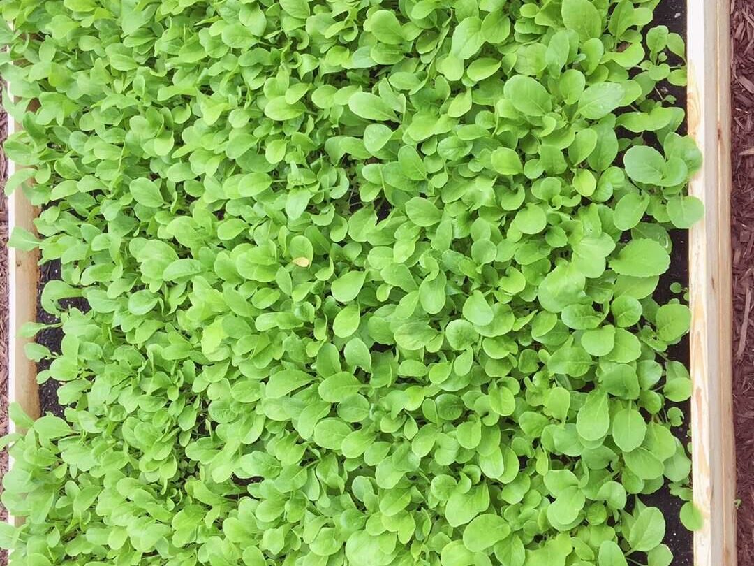 healthy leafy greens growing early spring garden bed