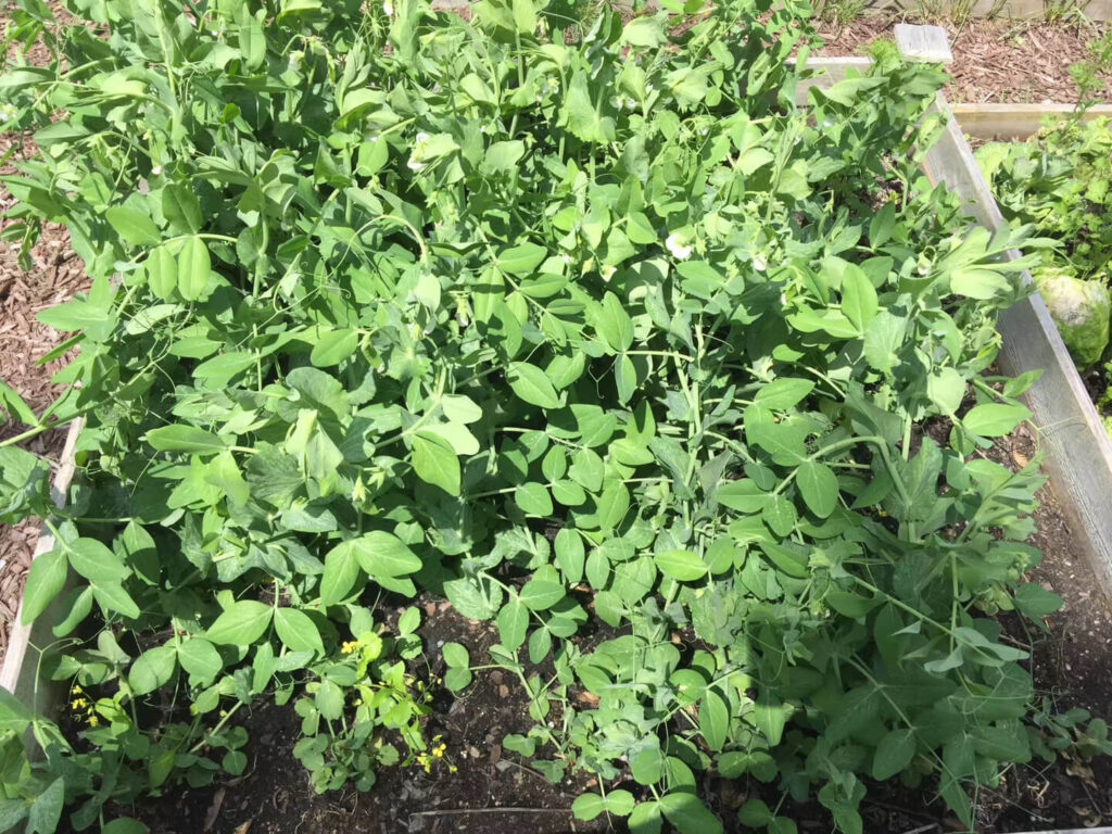 healthy leafy greens growing early spring garden bed