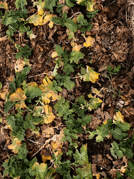 small vegetable plants growing in rows early spring garden bed