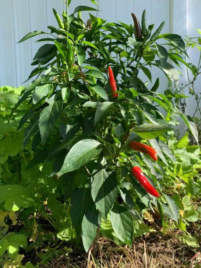 easy vegetables for beginners growing at home