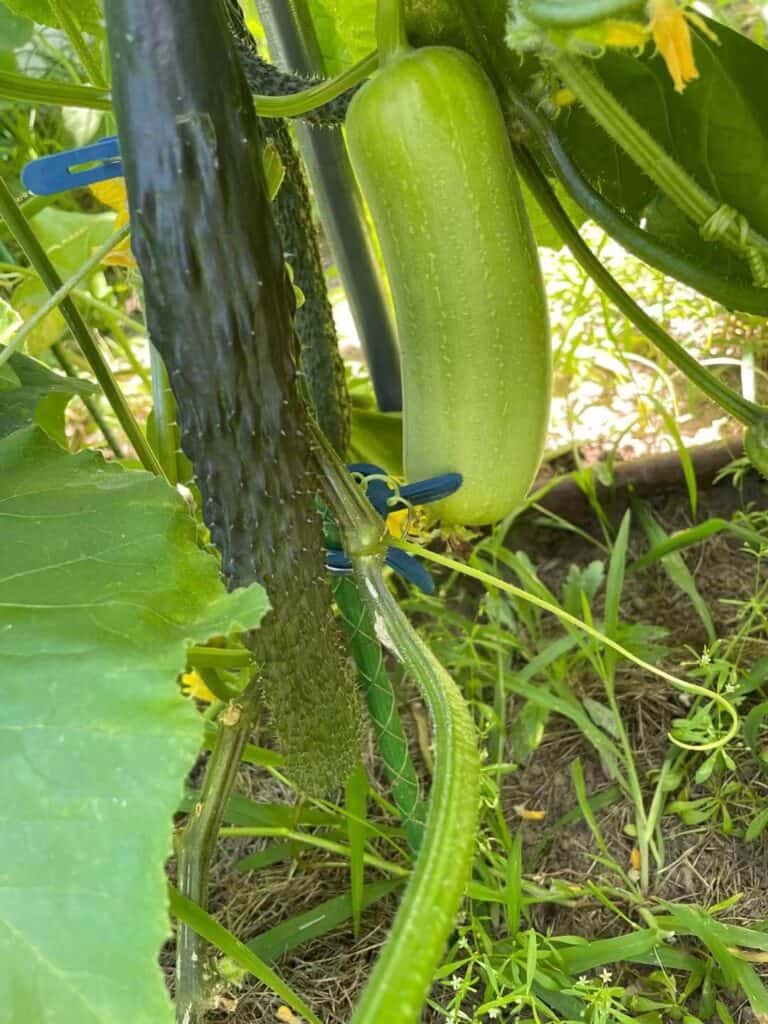 easy vegetables for beginners growing at home