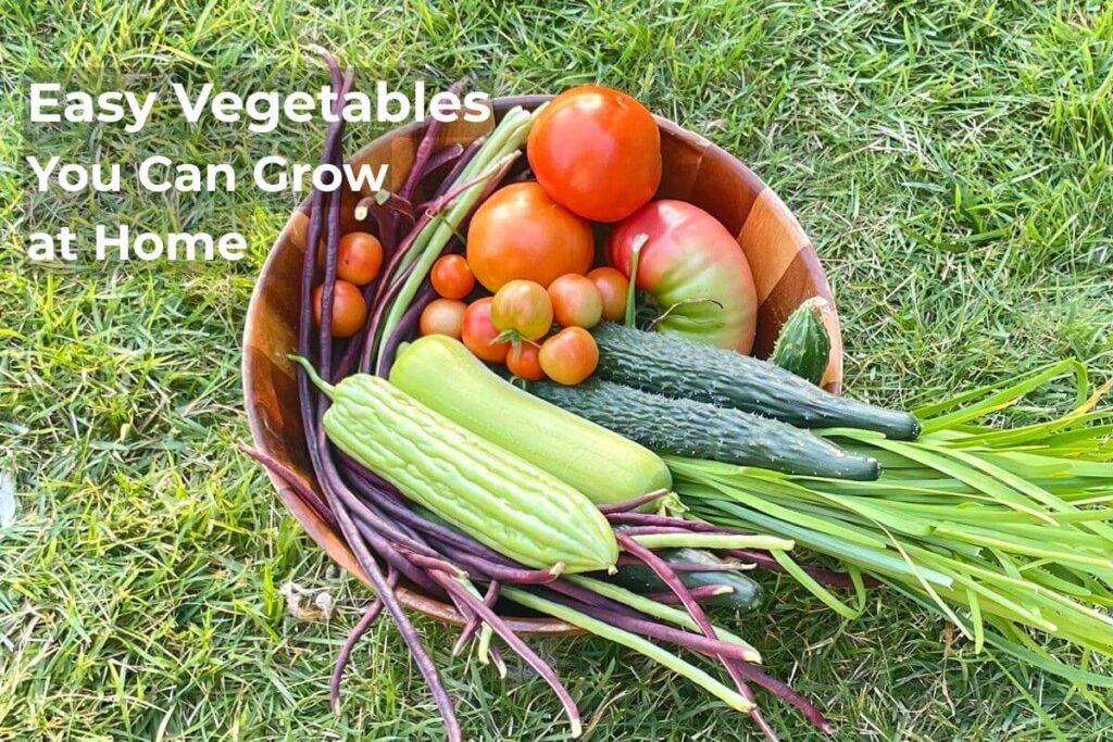 easy vegetables to grow at home garden harvest
