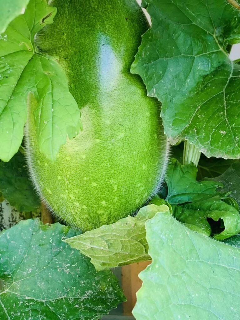 fall vegetable garden kale broccoli spinach growing