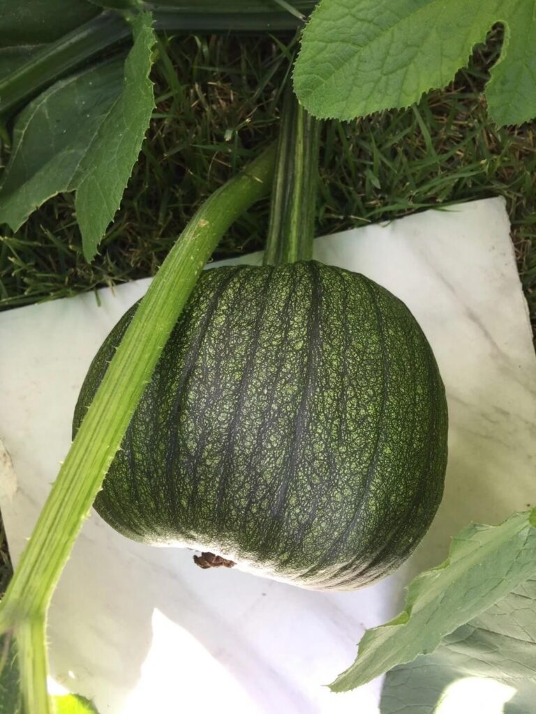 fall vegetable garden kale broccoli spinach growing