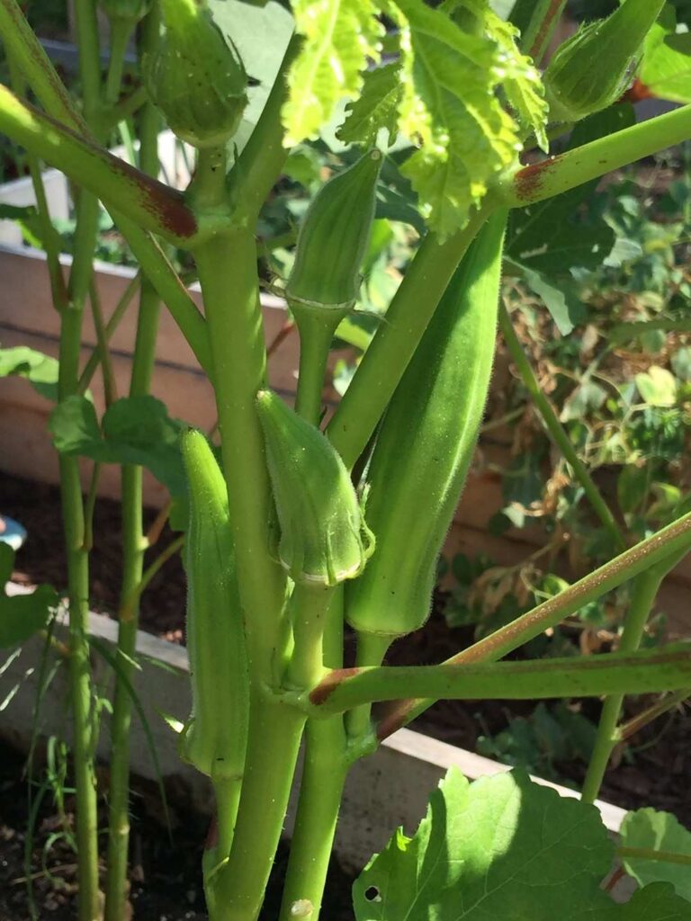 fresh okra pods growing on the plant ready to harvest