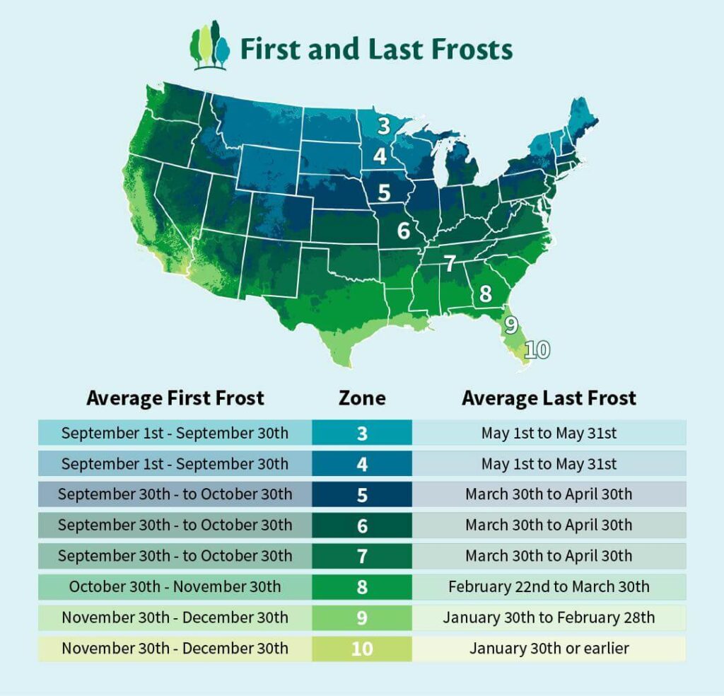 how to use last frost date for planting vegetables