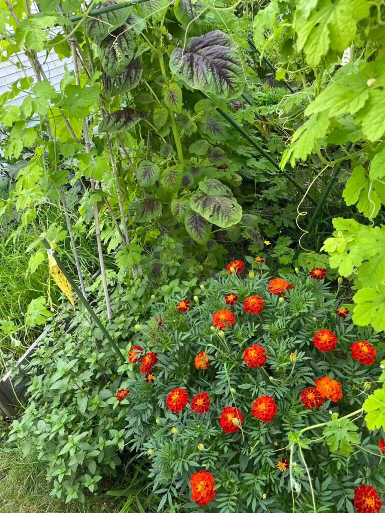 simple gardening for mental clarity and stress relief