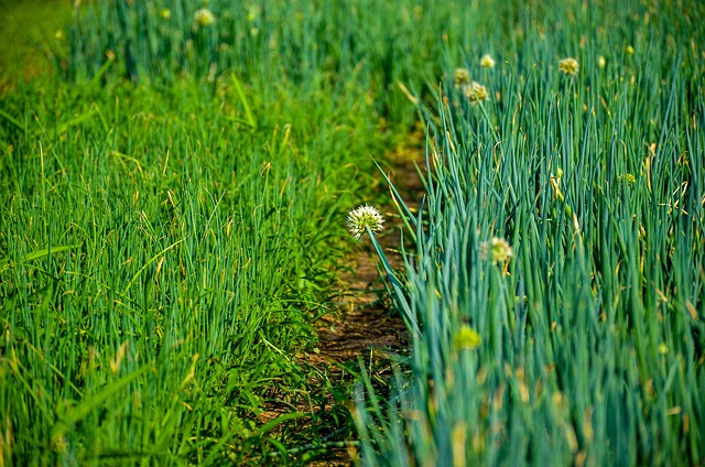 green onions growing in garden soil
