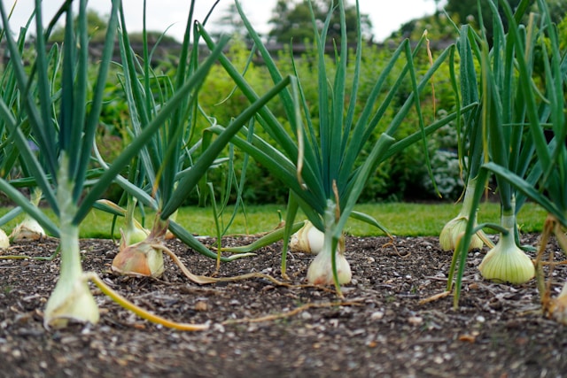 green onions growing in garden soil