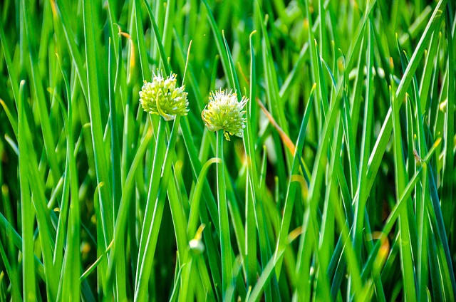 green onions growing in garden soil