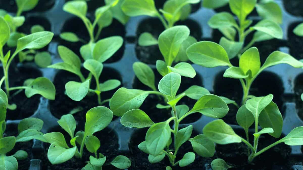 Healthy seedlings growing successfully in proper conditions