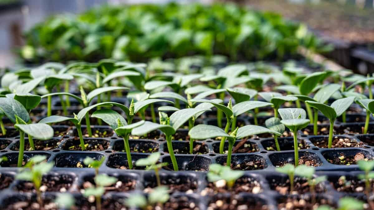 Healthy seedlings growing successfully in proper conditions
