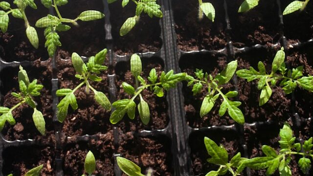 Healthy seedlings growing successfully in proper conditions